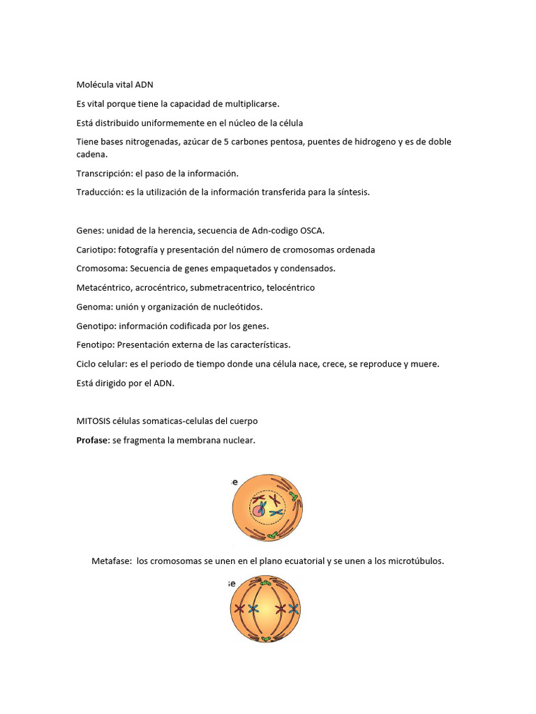 Molecula Vital ADN | PDF