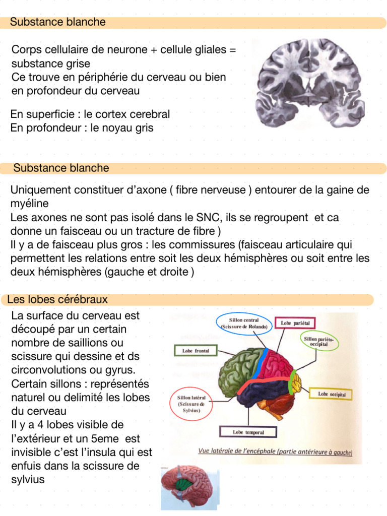 Anatomie et Fonction du Cerveau Humain | PDF | Hypophyse ...