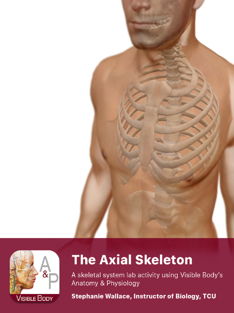 Axial Skeleton Study Guide and Exercises | PDF | Vertebra | Vertebral Column