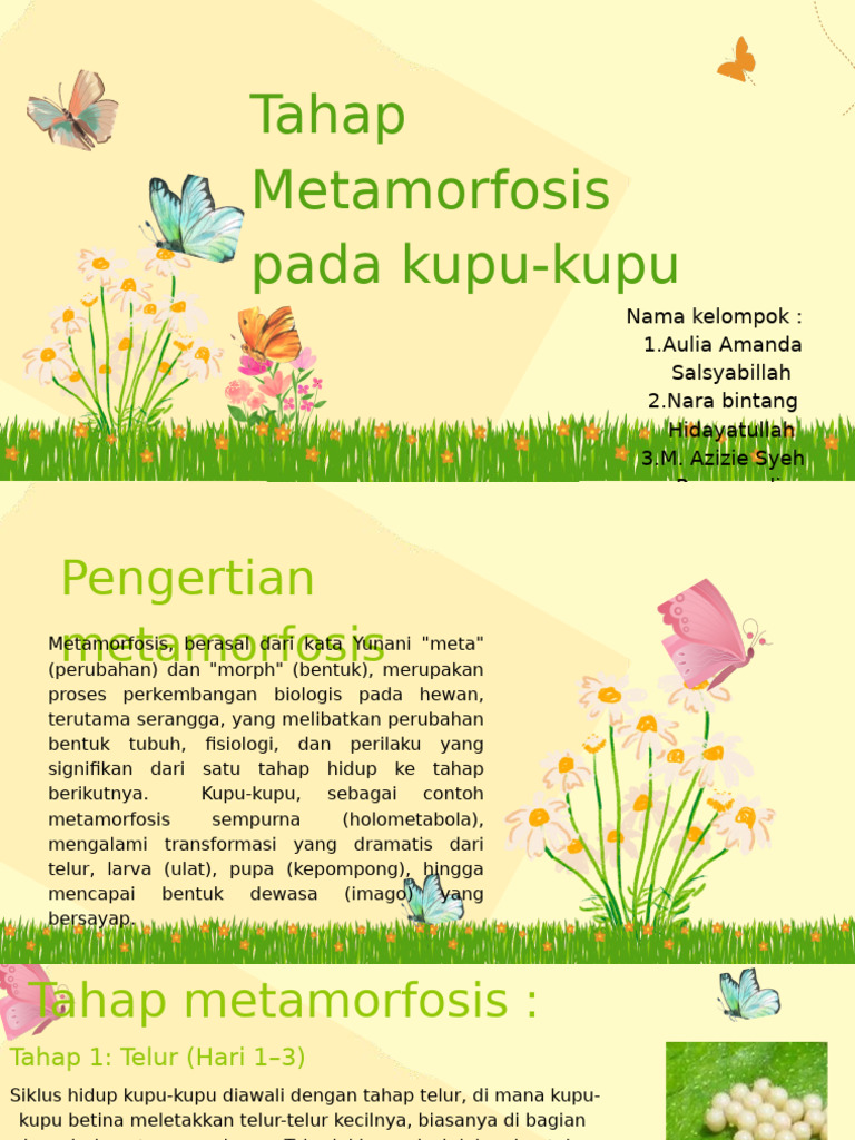 Kelompok 5 (Tahap Metamorfosis Pada Kupu - Kupu) | PDF