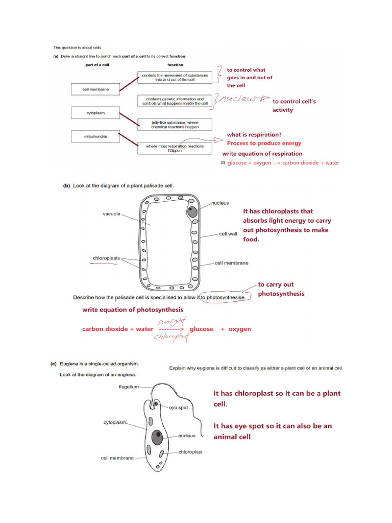 Year 7 Science 24.4.24 Exam Questions Discussion | PDF
