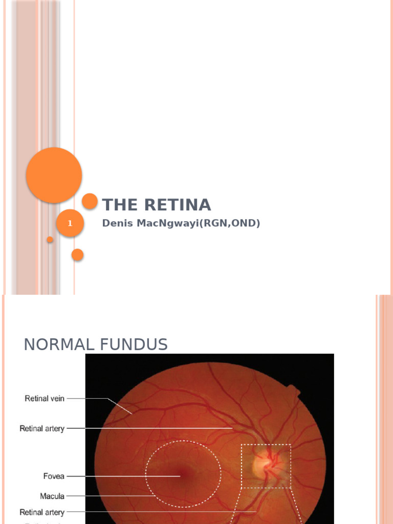 The Retina | PDF | Retina | Eye