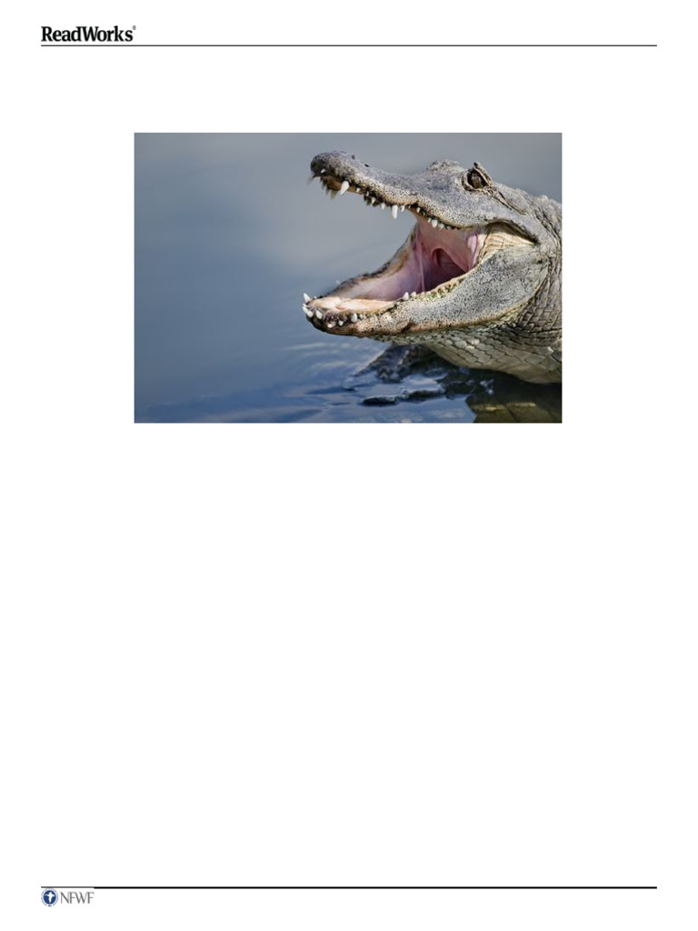 Alligators as Guardians of Egrets | PDF | Zoology | Birds