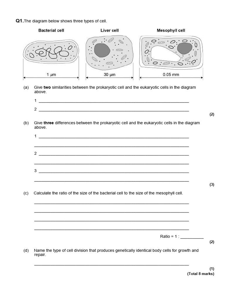 Cell Structure and Magnification Exam Questions | PDF | Cell (Biology ...