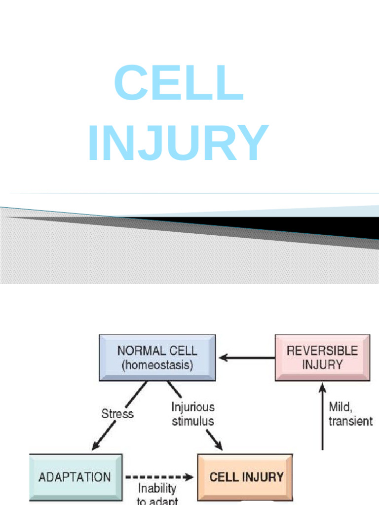 Cell Injury Lec 1,2 2020 | PDF | Epithelium | Cell Biology