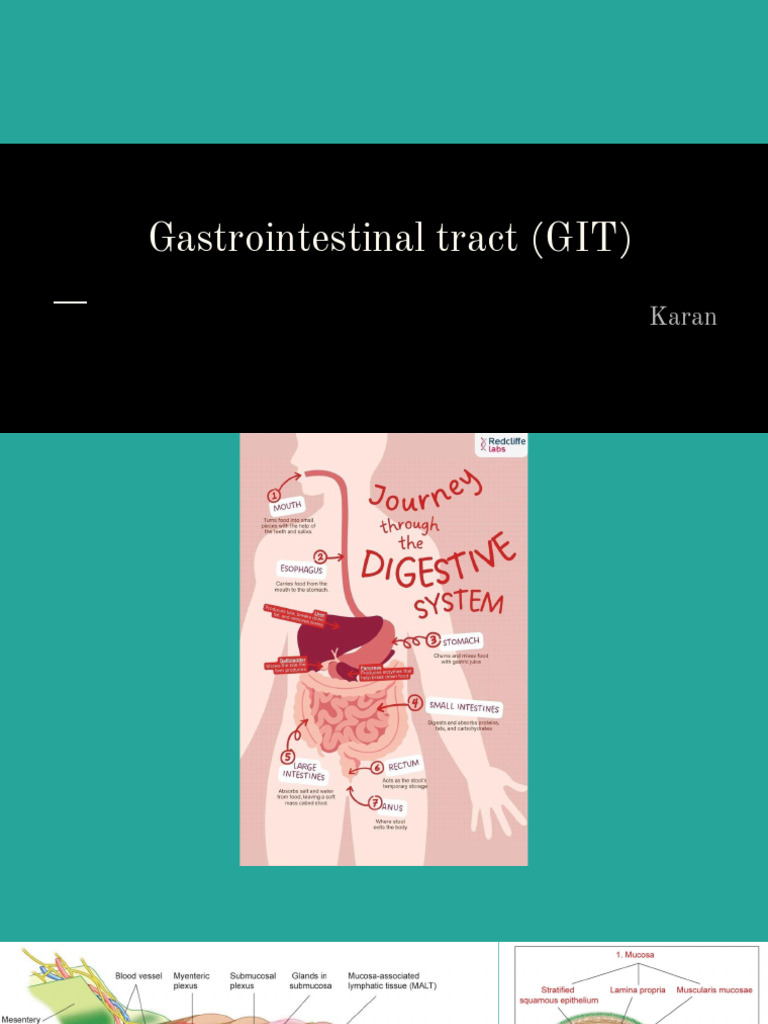 Histological Features of the GIT | PDF | Gastrointestinal Tract | Stomach