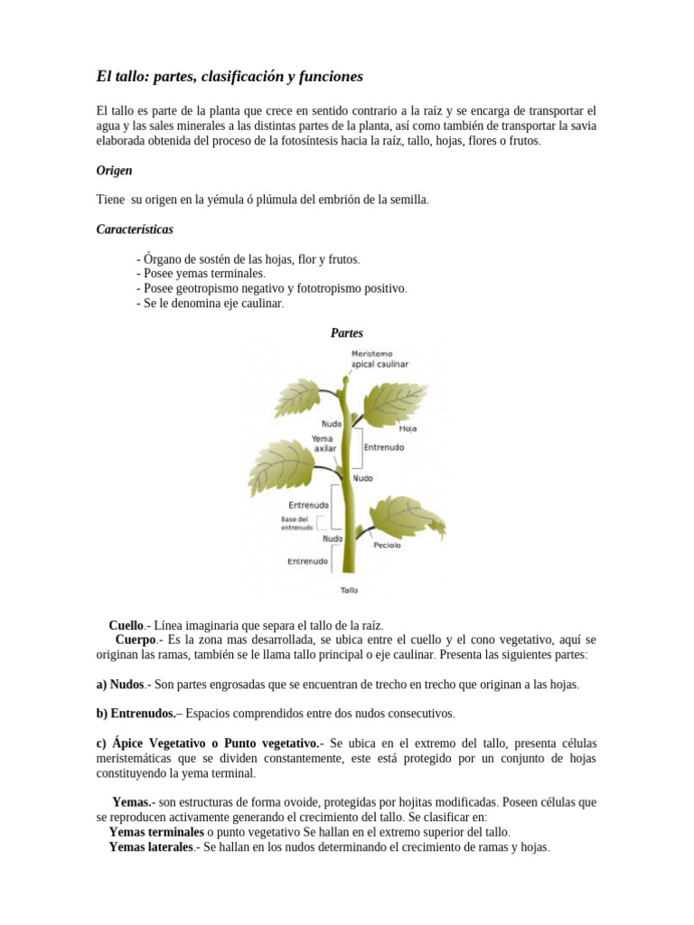 Estructura y funciones del tallo vegetal | PDF | Hoja | Tallo de la planta