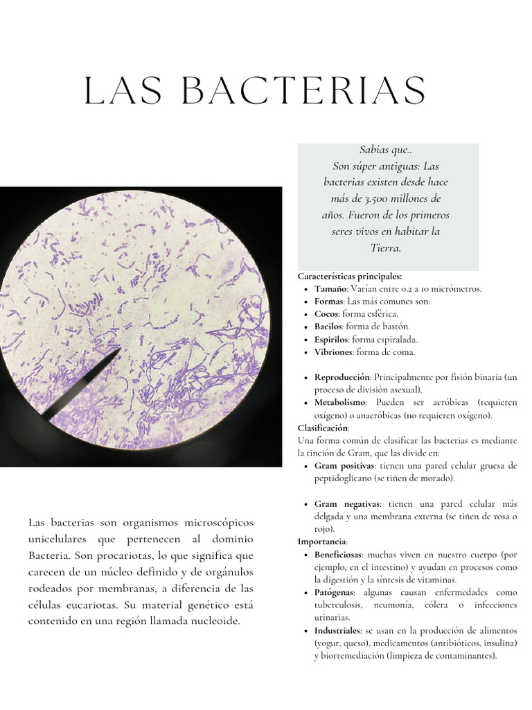 Características y clasificación de bacterias | PDF | Las bacterias ...