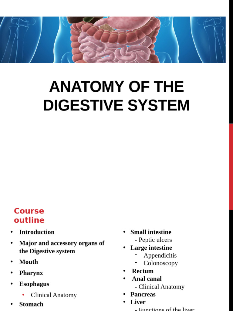 Phs 262 (Digestive System) | PDF | Stomach | Human Digestive System