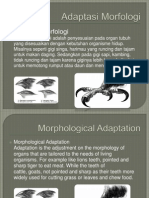 Adaptasi Morfologi