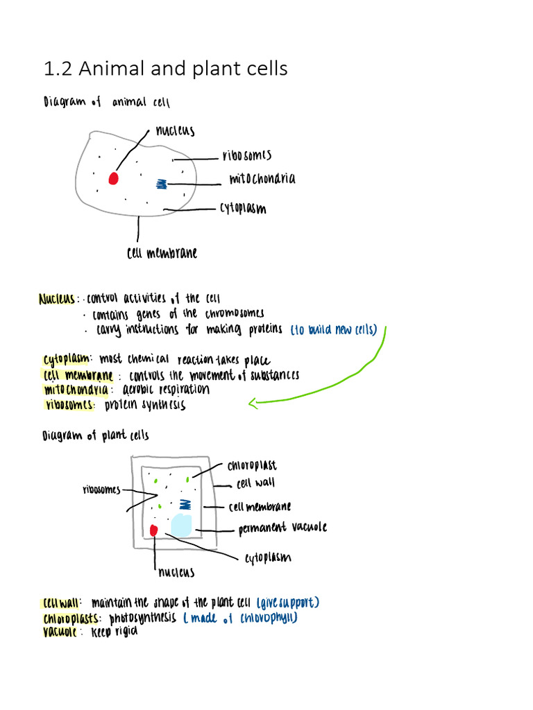 1.2 Animal and Plant Cells | PDF