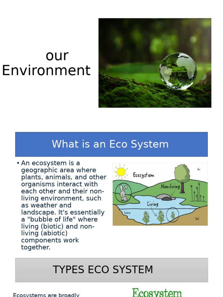 Understanding Ecosystems and Energy Flow | PDF | Ecosystem | Food Web