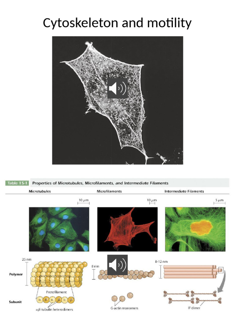 Cytoskeleton Dynamics and Cell Motility | PDF