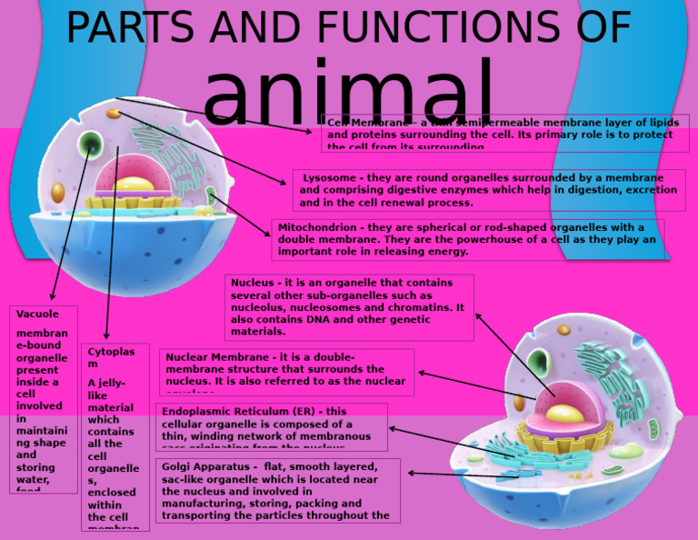 Parts of An Animal Cell | PDF