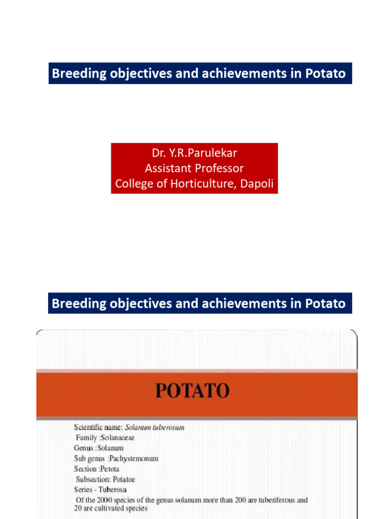 Potato | PDF