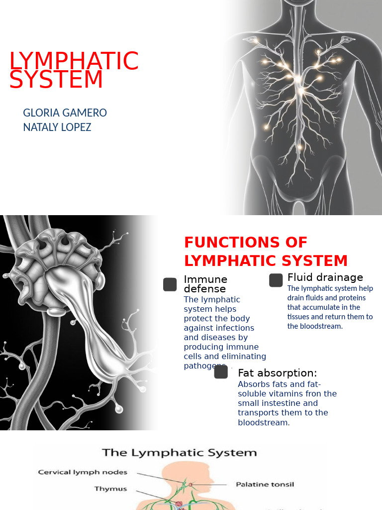 Functions of the Lymphatic System | PDF