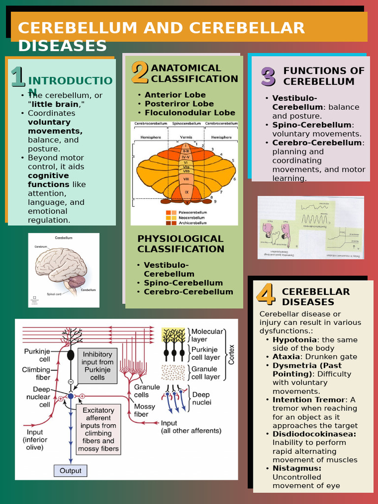 Functions and Disorders of the Cerebellum | PDF | Cerebellum | Human ...