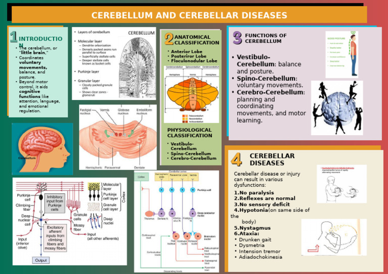 Cerebellum | PDF | Cerebellum | Human Diseases And Disorders
