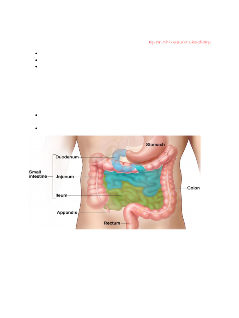 Small Intestine Structure and Function | PDF | Small Intestine ...