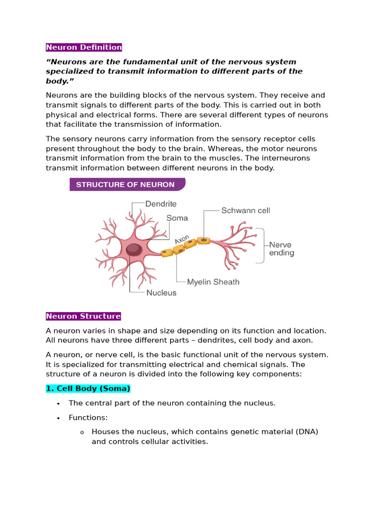 Understanding Neurons and Their Functions | PDF | Chemical Synapse | Neuron