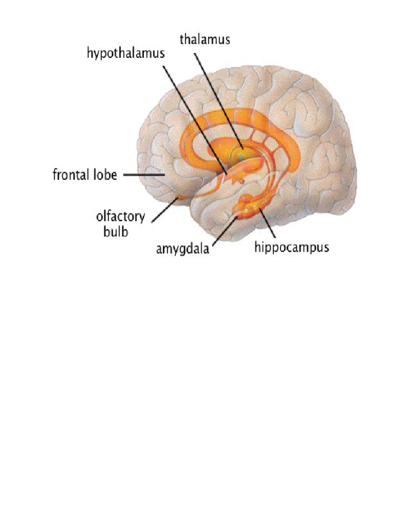 The Limbic System & Emotions | PDF | Hippocampus | Limbic System