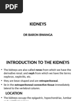 Gerota's Fascia: Anatomy and Imaging Insights | PDF | Kidney | Medical ...
