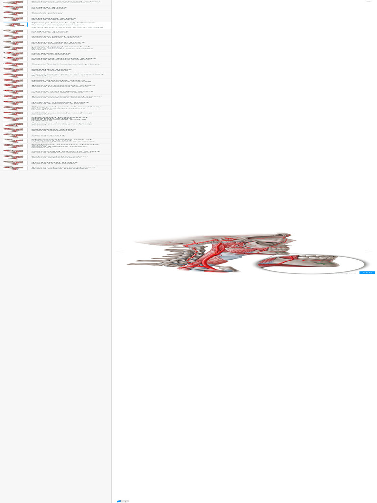 Arteries of the Head and Neck Overview | PDF | Common Carotid Artery | Neck