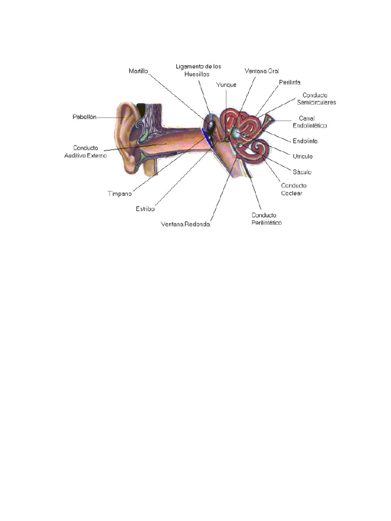 Oido | PDF