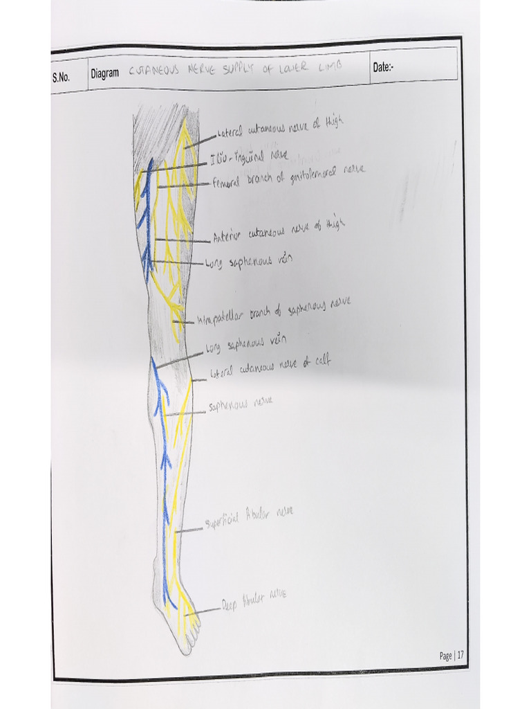 Lower Limb I | PDF