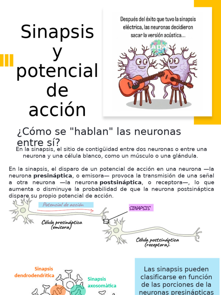 Sinapsis y Potencial de Acción Neuronal | PDF | Sinapsis | Neurona