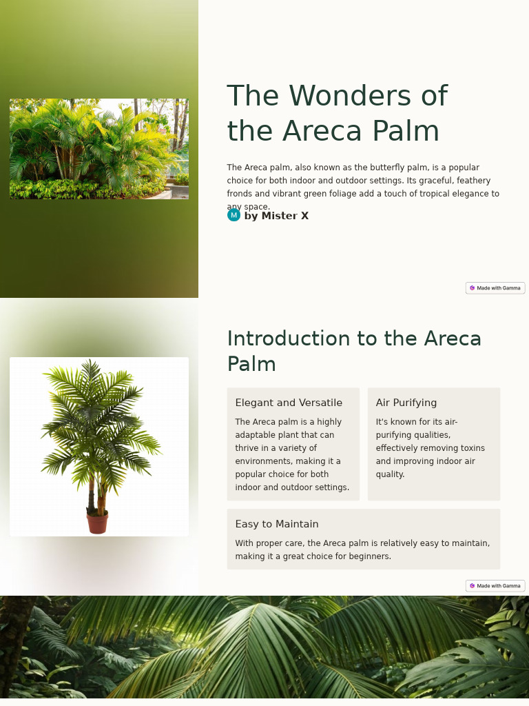 Areca Palm: Care, Benefits, and Tips | PDF | Arecaceae | Tropics