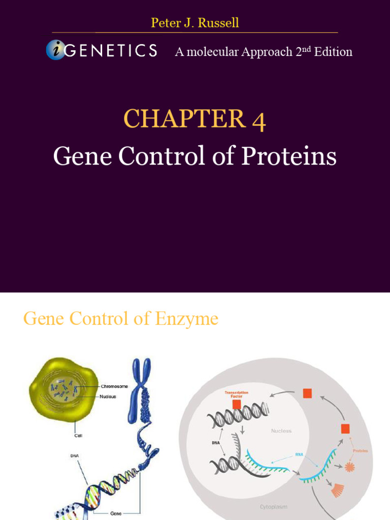 Gene Control and Enzyme Regulation | PDF | Gene | Regulation Of Gene ...
