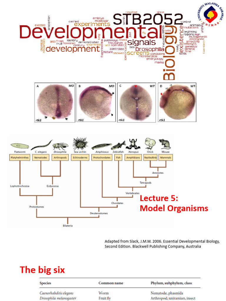 Model Organisms in Developmental Biology | PDF | Developmental Biology ...