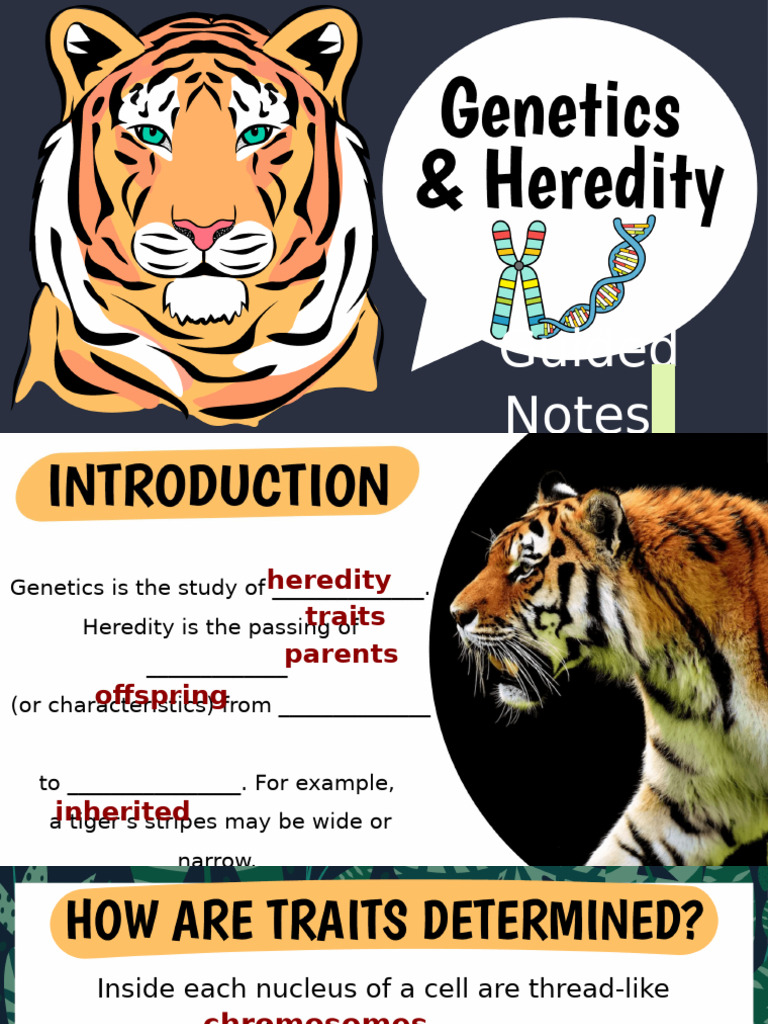 Genetics PowerPoint | PDF | Zygosity | Genotype