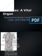 Pancreas: A Vital Organ