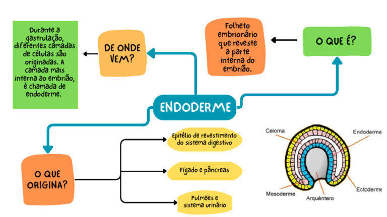 Endoderme: Origem e Funções | PDF
