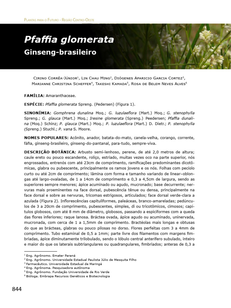 Pfaffia glomerata: Ginseng Brasileiro e Usos | PDF | Agricultura | Biologia