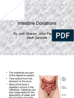 Intestines-4