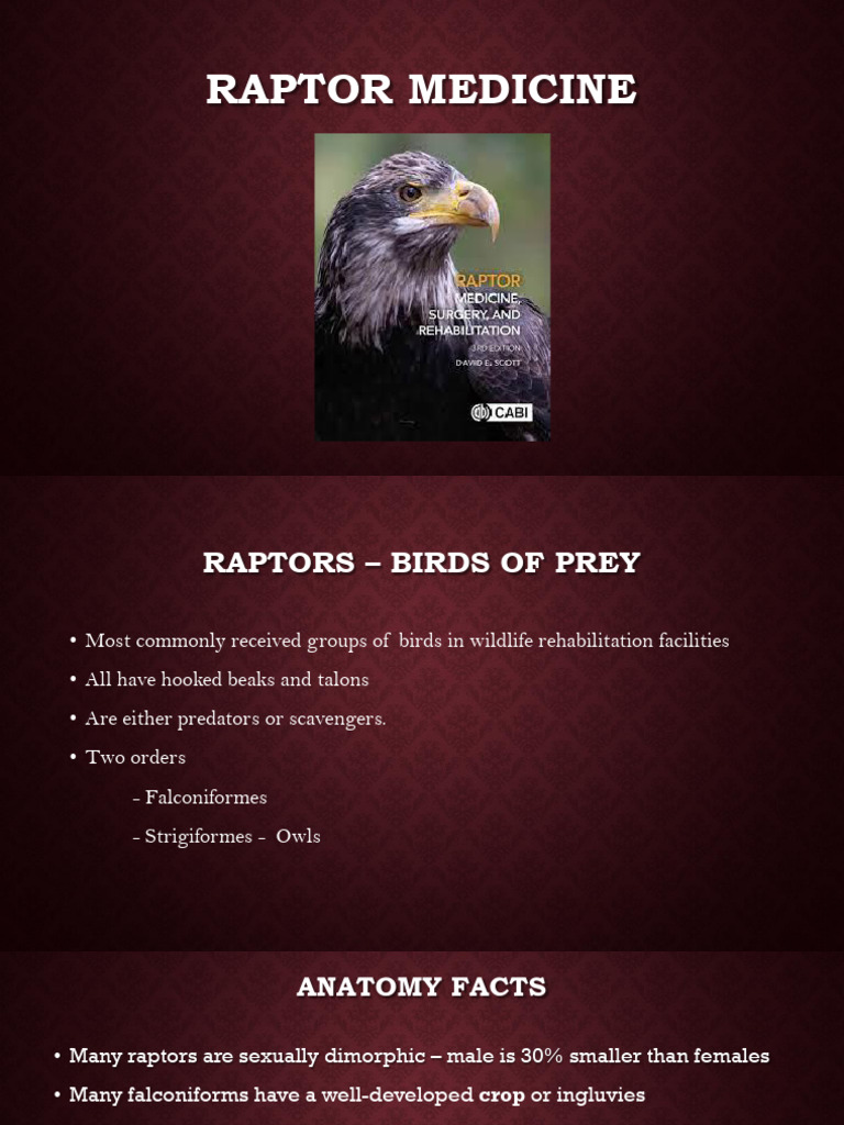 Raptors | PDF | Birds Of Prey | Owl