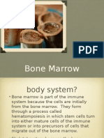 Bone Marrow - 4a
