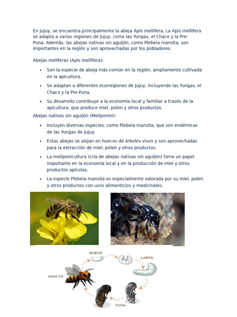 Documento Abeja | PDF
