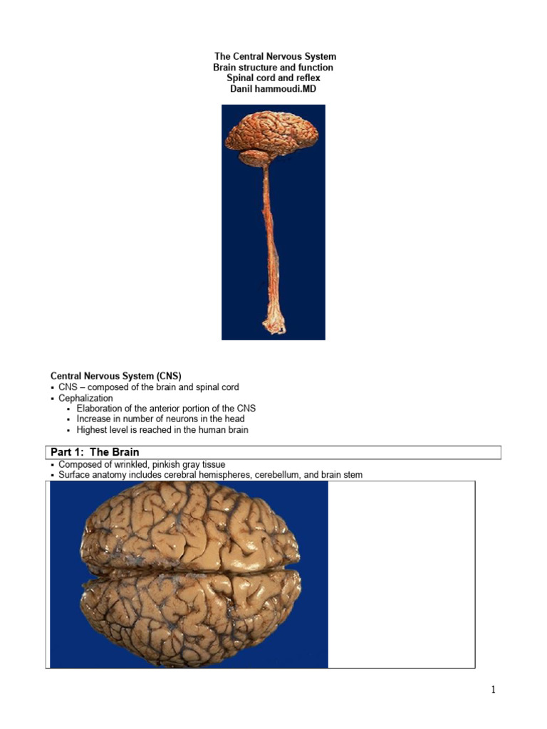 Overview of the Central Nervous System | PDF | Cerebrospinal Fluid ...