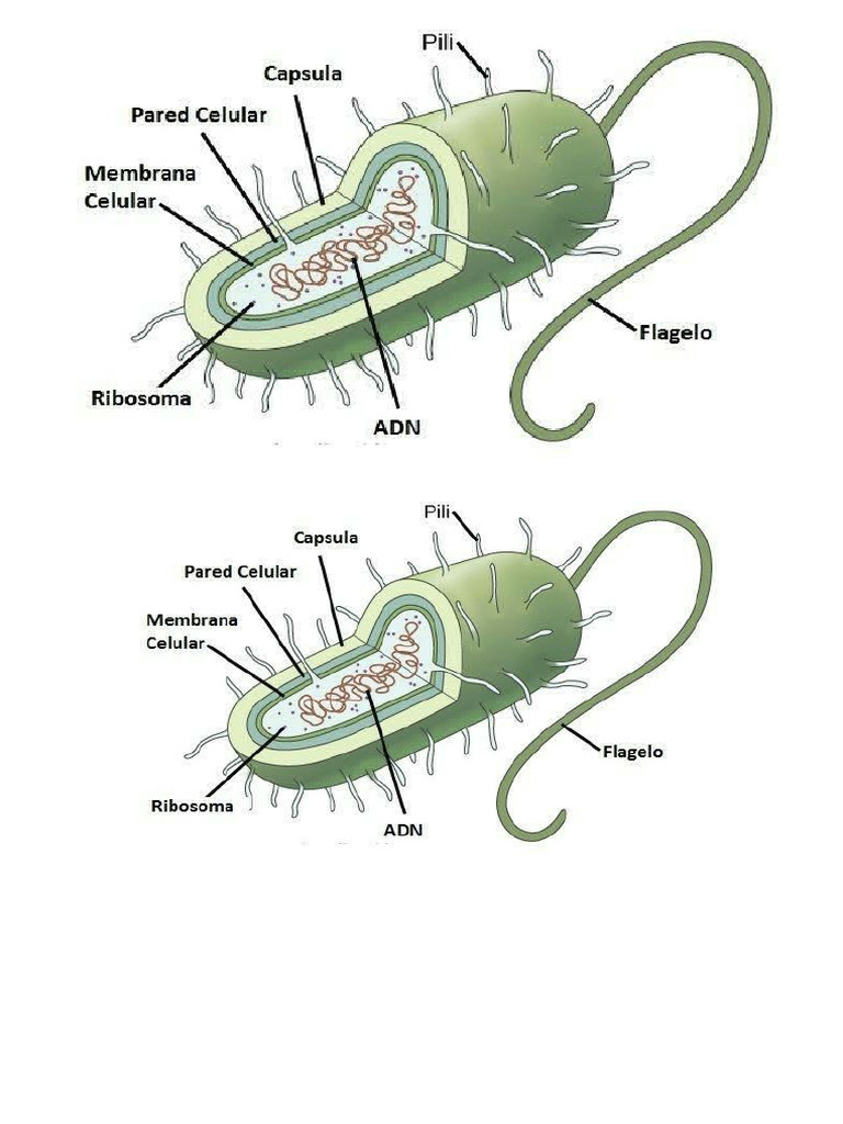 Características y funciones de células procariotas | PDF | Biología ...