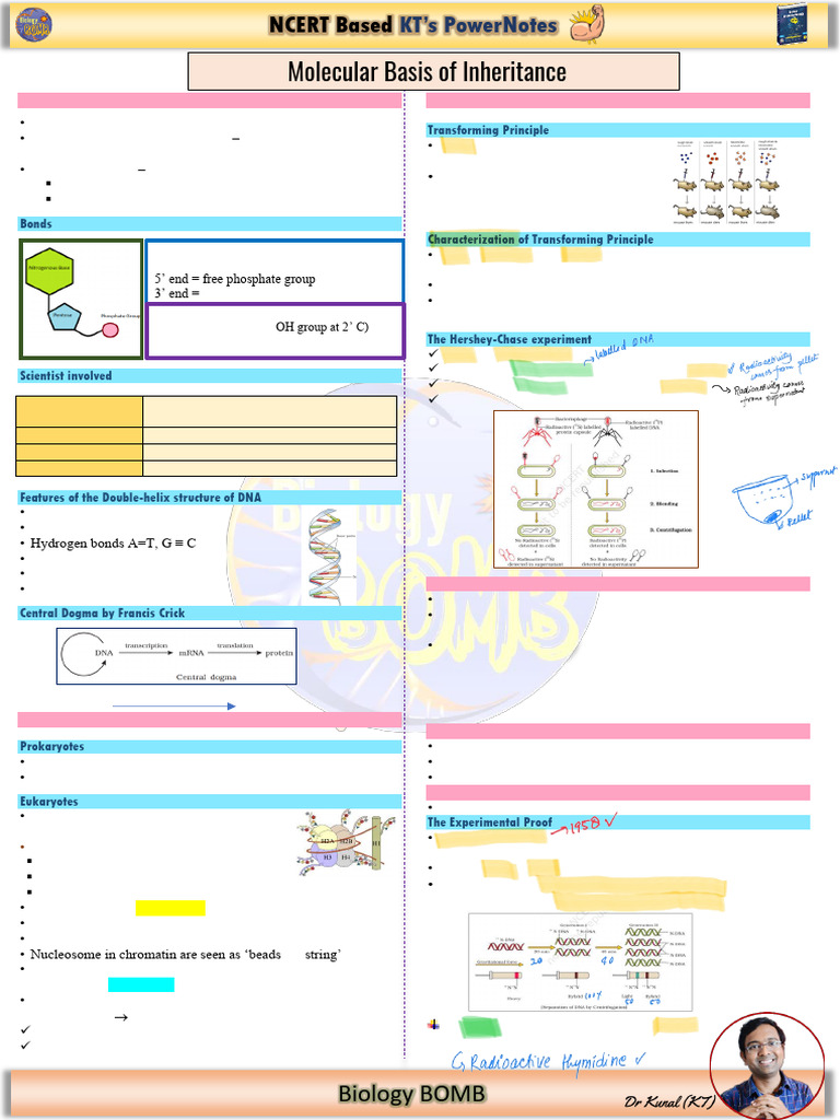 DNA Structure and Function Overview | PDF | Operon | Genetic Code