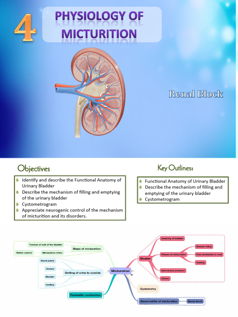 Micturition Reflex Overview | PDF | Urination | Urinary System