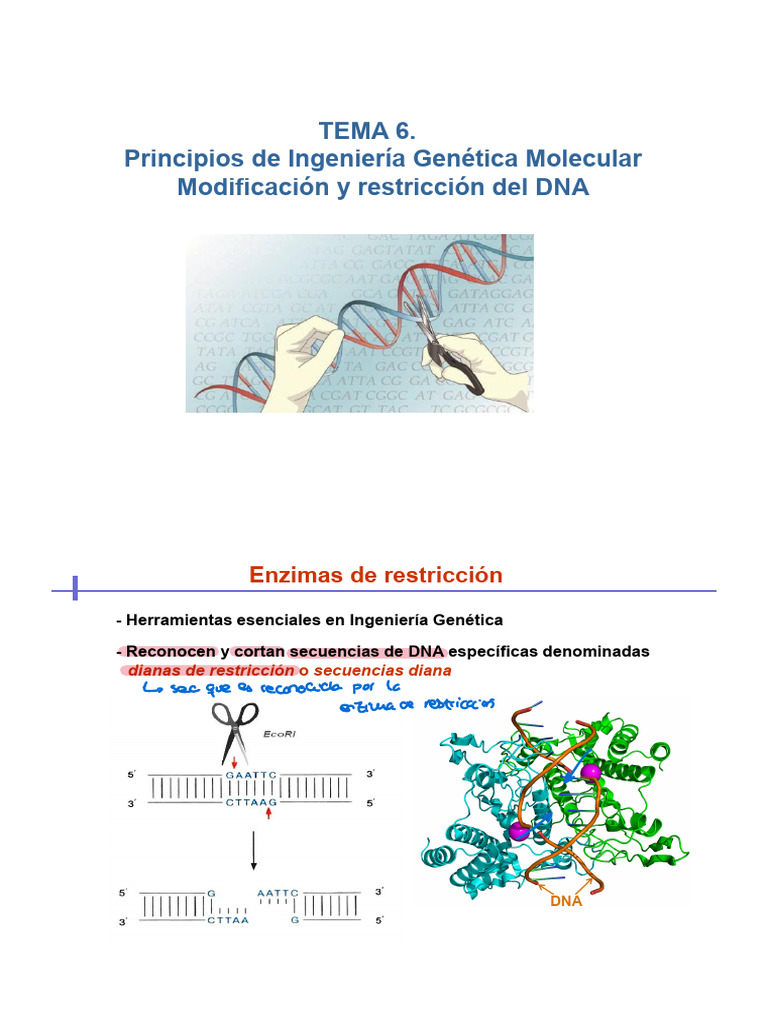 Tema 6 | PDF | Adn Ligase | Adn