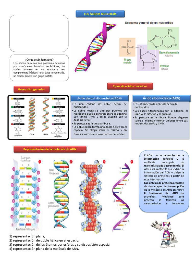 Acidos Nucleicos | PDF | Ácidos nucleicos | Adn