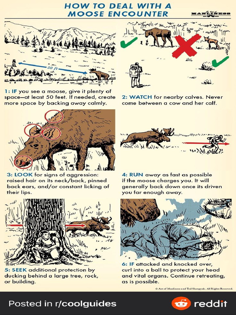 How To Deal Moose | PDF