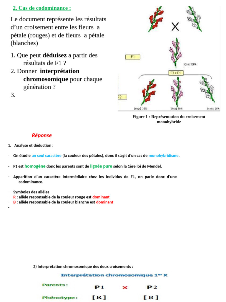 Croisement Monohybride et Codominance | PDF