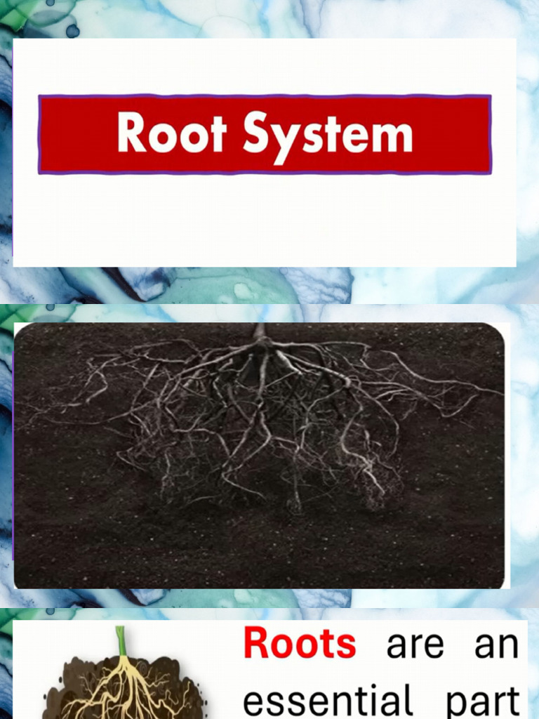 Roots | PDF